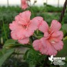 Pélargonium lierre 'Fleur d' Oeillet' - geranium peltatum