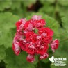 Pélargonium Boutons de roses 'Ramblerville'