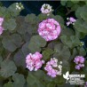 Pélargonium Boutons de roses 'Appleblossom'