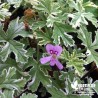 Pélargonium 'Grey Lady Plymouth'