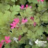 Pélargonium 'Concolour Lace' - 'Rouge d'Angleterre'