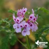 Pélargonium quercifolium