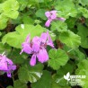 Pélargonium 'Atomic Snowfflake'