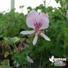 Pélargonium crispum 'Peach'