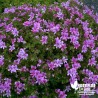 Pélargonium 'Prince of Orange'