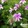 Pélargonium 'Prince of Orange'