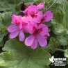 Pélargonium unique 'Purple Unique'