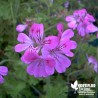 Pélargonium unique 'Pink Unique'