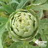 Artichaut 'Gros Vert de Laon' - Cynara scolymus