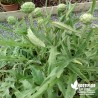 Artichaut 'Gros Vert de Laon' - Cynara scolymus