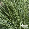 Ciboule commune BIO** - Allium fistulosum