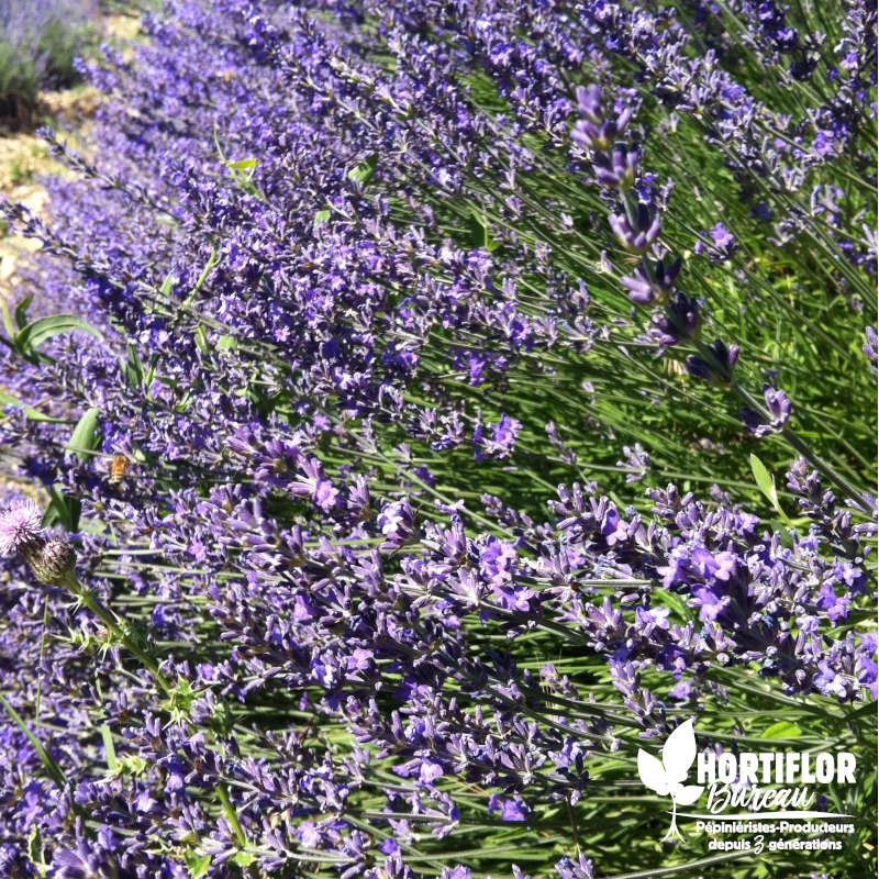 Lavande Officinale - Lavandula officinalis !