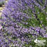 Lavande Officinale - Lavandula officinalis