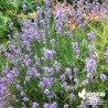 Lavande Officinale - Lavandula officinalis