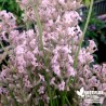 Lavande Rose - Lavandula angustifolia 'Rosea' !