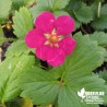 Fraisier 'Tristan' BIO**- Fragaria ananassa X