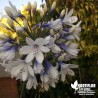 Agapanthe 'Fireworks' bicolore - Agapanthus X