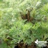 Plante Cola BIO** - Aurone cola - Arquebuse - Artemisia abrotanum 'Cola Plant'