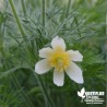 Anémone pulsatille en mélange de coloris - Pulsatilla vulgaris