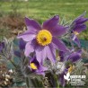 Anémone pulsatille en mélange de coloris - Pulsatilla vulgaris