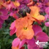 Giroflée 'Orchidée d'Hiver' - Erysimum cheirii 'Winter Orchid'