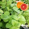 Menthe Pamplemousse BIO** - Mentha citrata 'Grapefruit'