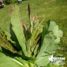 Oseille-Epinard BIO** - Rumex patientia