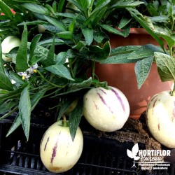 Melon Poire - Solanum...