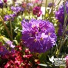 Primevère dentée - Clés du Paradis - Primula denticulata