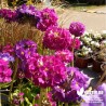 Primevère dentée - Clés du Paradis - Primula denticulata