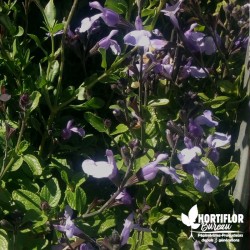 Salvia greigii 'Pale Blue...