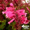 Sauge mexicaine 'Bethelii' - Salvia involucrata 'Bethelii'