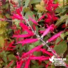 Sauge Ananas BIO** - Salvia elegans rutilans 'Ananas'