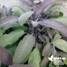 Sauge officinale pourpre BIO** - Salvia purpurescens