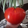 Tomate 'Coeur de Boeuf' - Solanum lycopersicum 'Cuor di Bue'