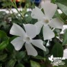 Petite pervenche blanche - Vinca minor 'Alba'