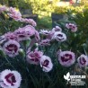 Oeillet anglais 'Raspberry Sundae'® - Dianthus plumarius x